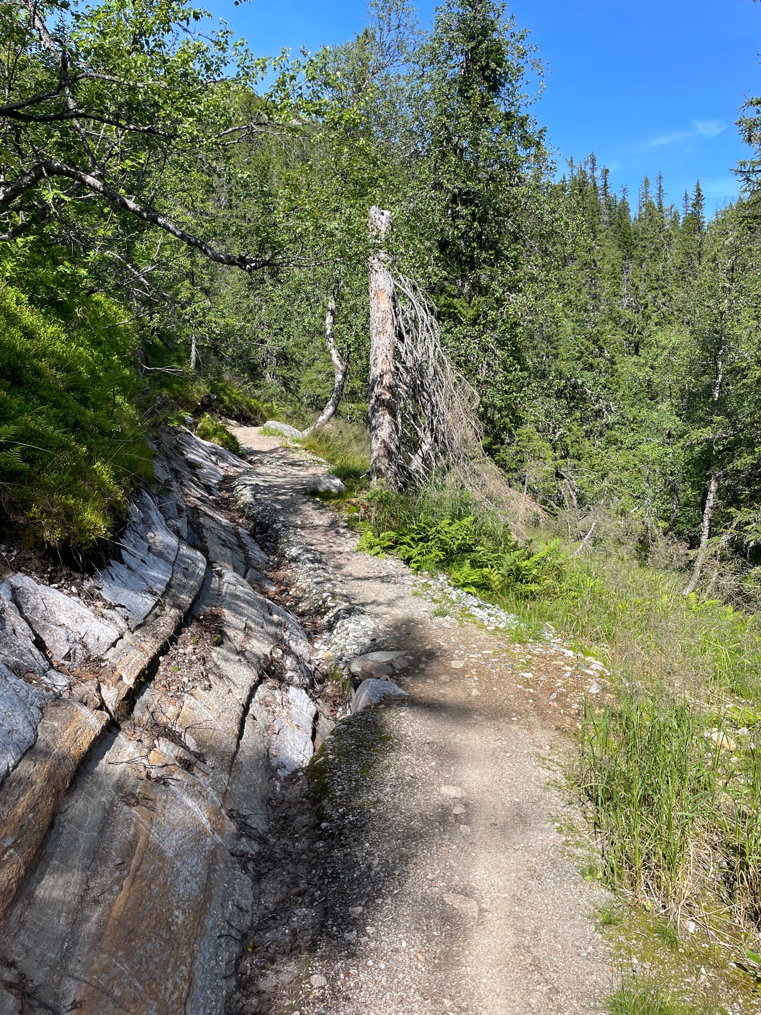 Forkbeard Trail
