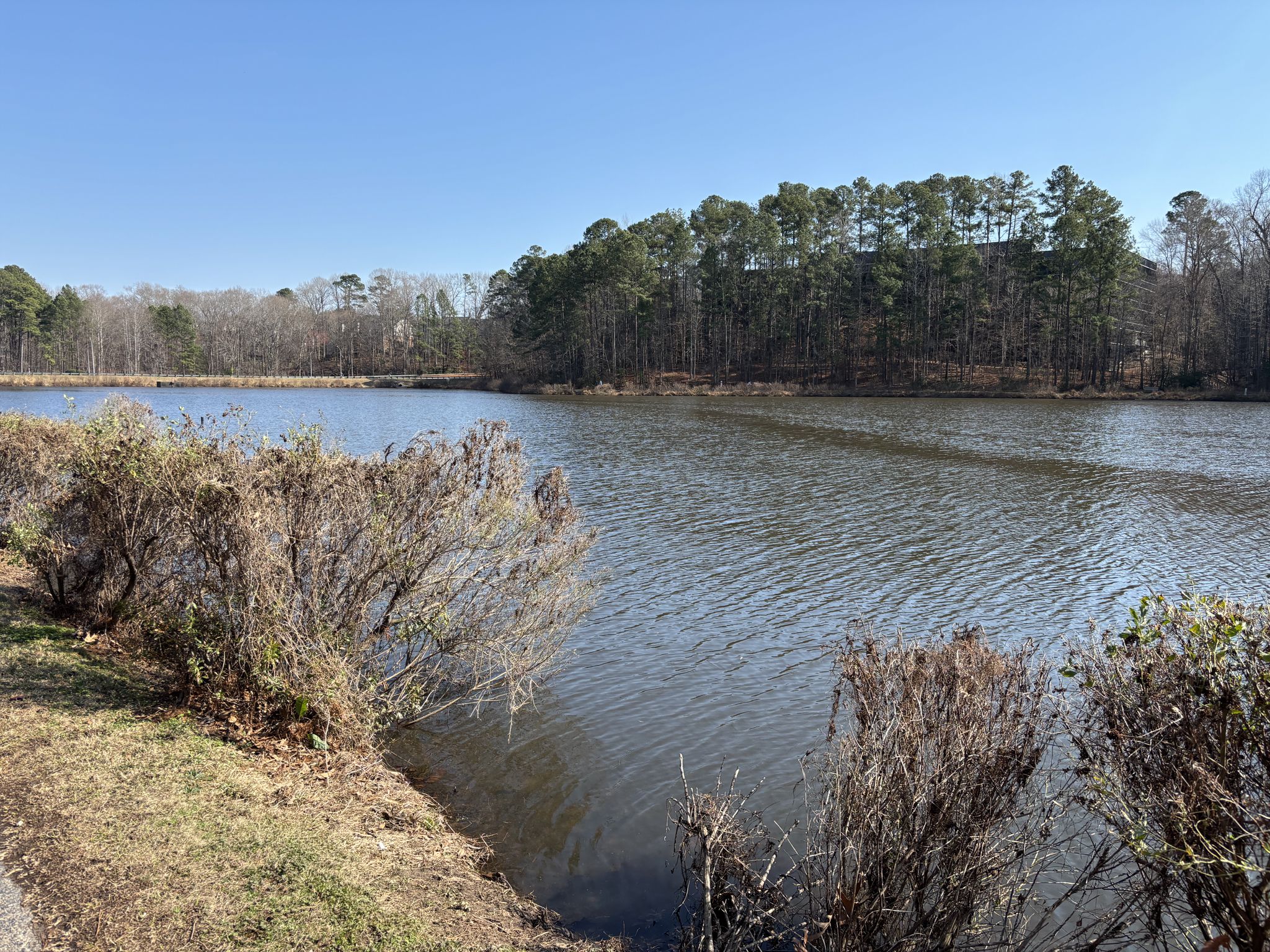 A calm lake with dense forest on the far bank under clear skies. - Symphony Lake Greenway – Lochmere Lake loop from Restore & Reform
