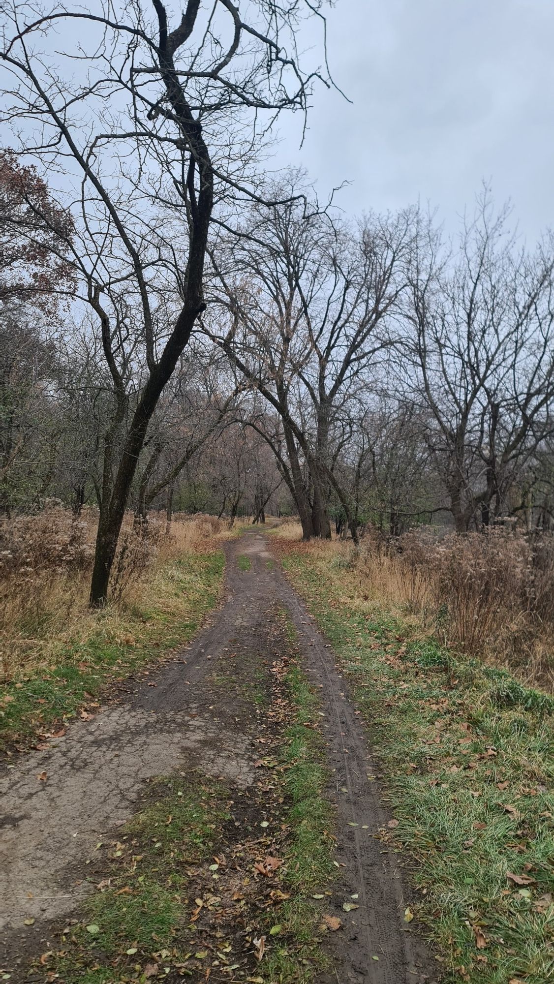 A muddy dirt path leads through a bare, autumn forest on a cloudy day. - Des Plaines River Trail Loop