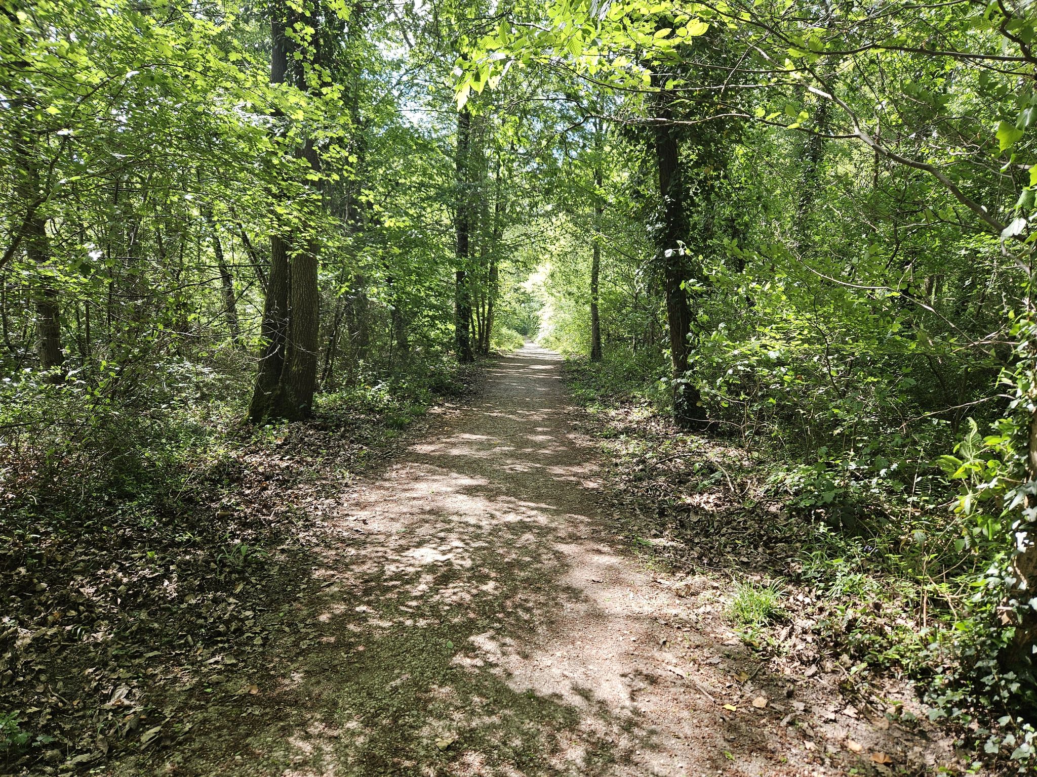 le bois des trous