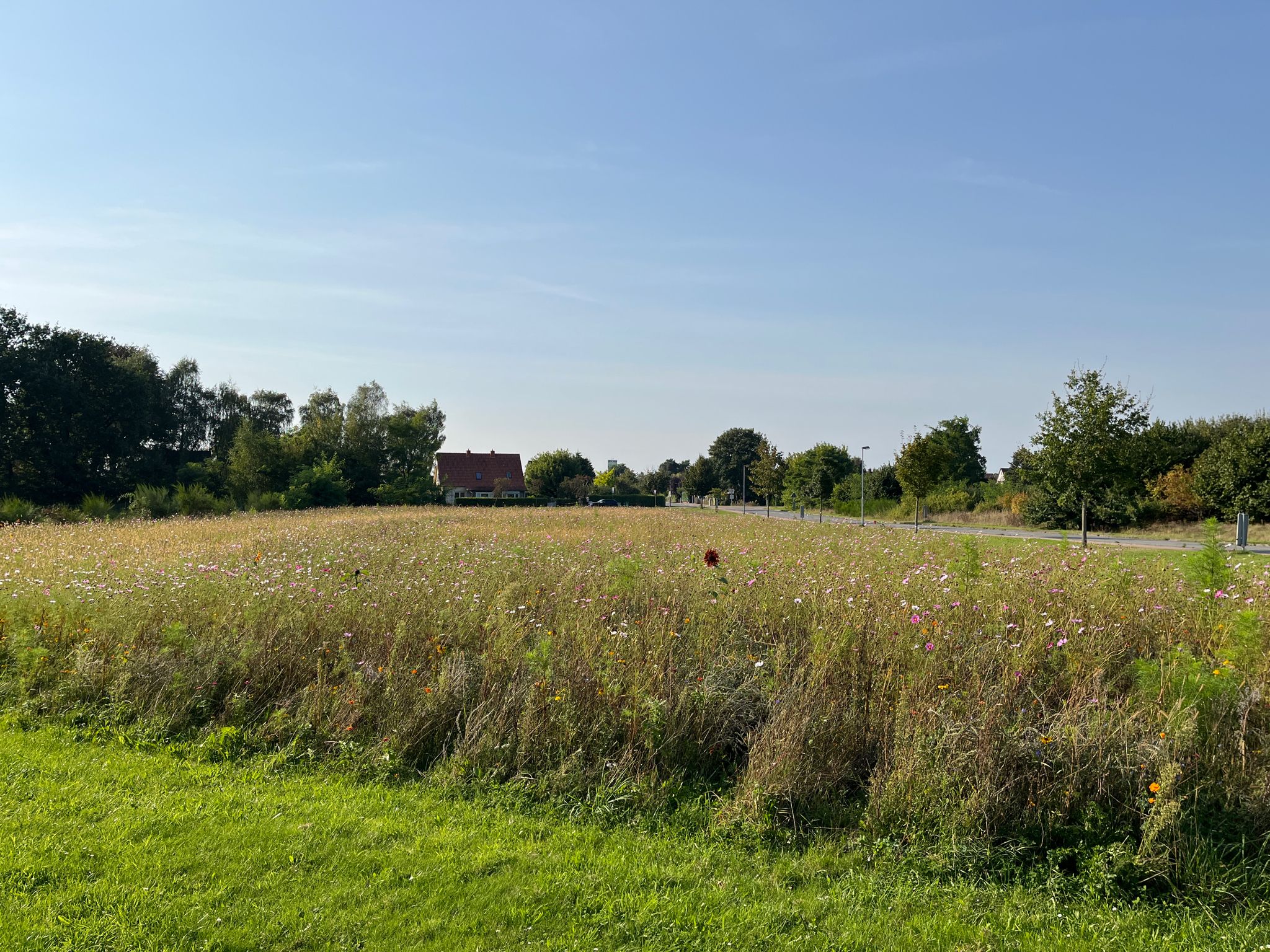 Schöne Blumenwiese