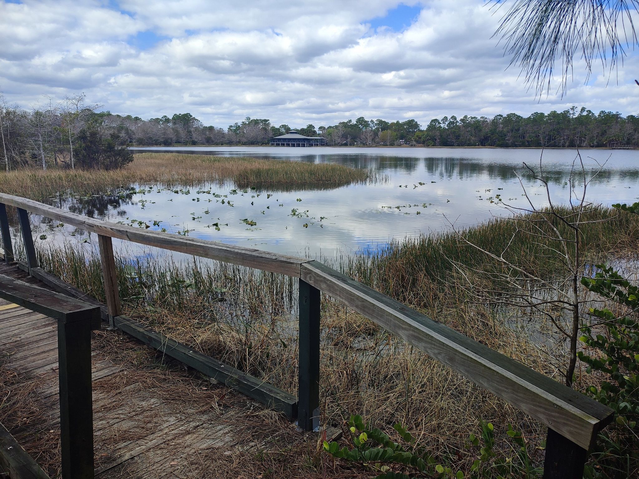 Boardwalk railing overlooking a lake with reeds and lily pads. - Hiking loop from Grassy Waters Preserve North Trails