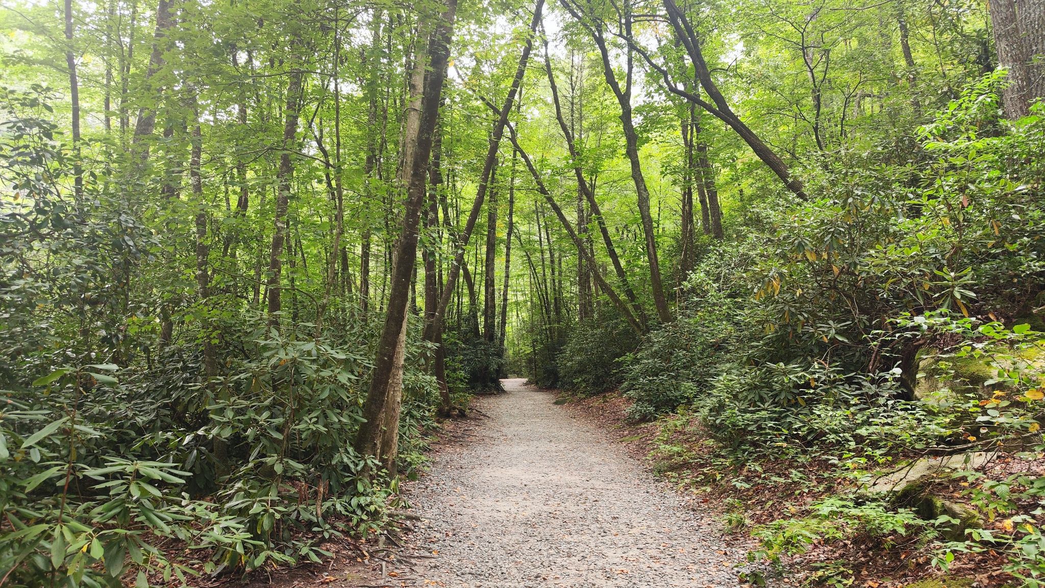 A gravel path winds through a dense, green forest on a bright day. - DuPont Five Falls Loop