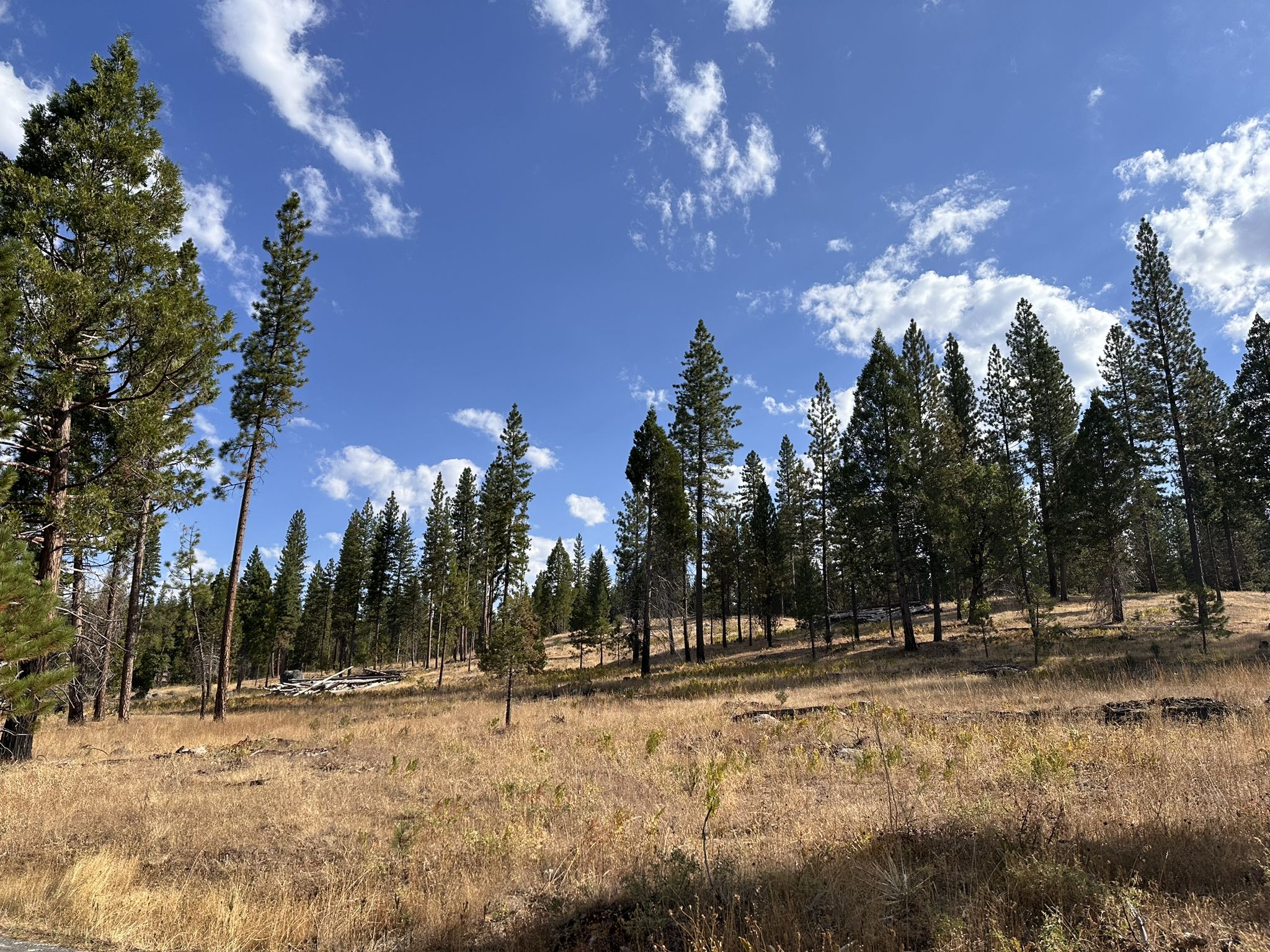 Pine trees dot a golden grassy field under a bright blue sky with clouds. - Hardin Flat Road from Hetch Hetchy