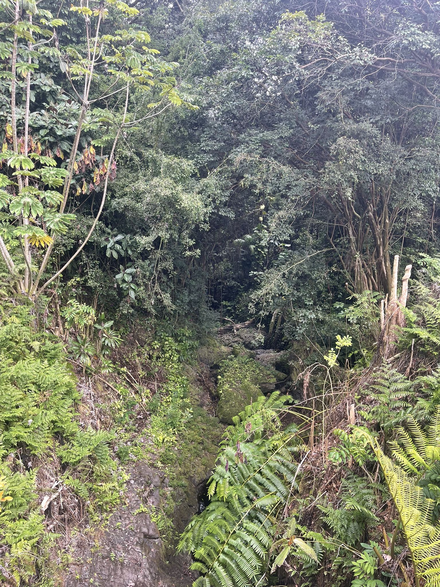 A dense, lush tropical forest with ferns and tall green trees. - Old Onomea Road via Mamalahoa Highway loop