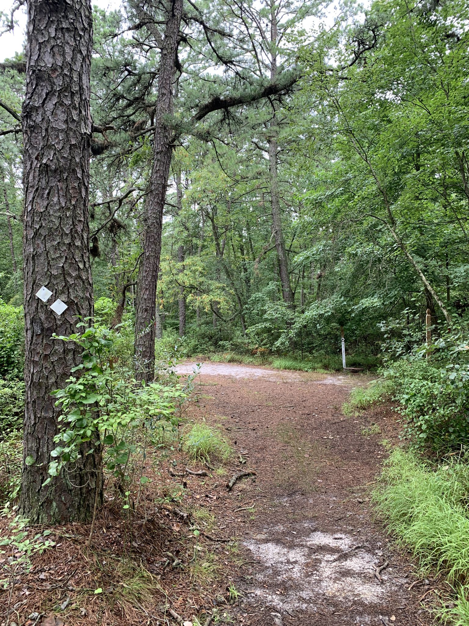 A dirt path forks in a lush green forest with trail markers. - Peaceful Partners Trail and Long Path Loop