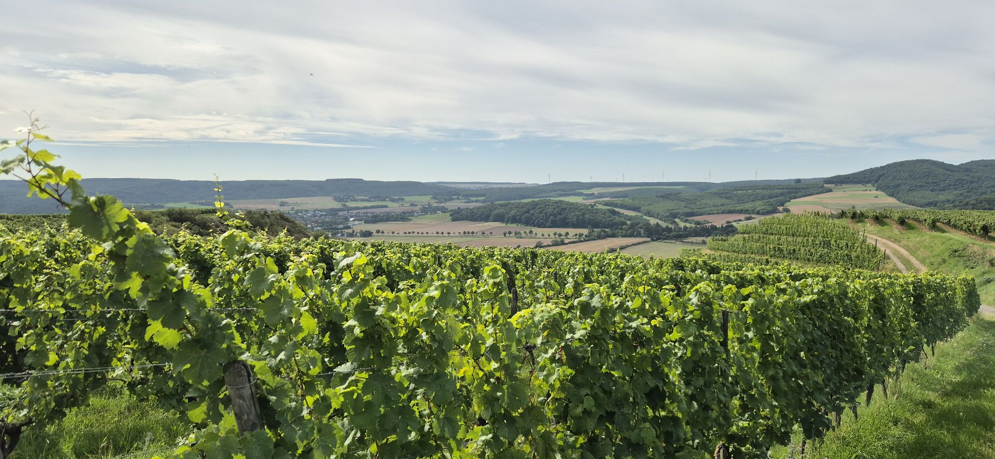 In den Monzinger Weinbergen