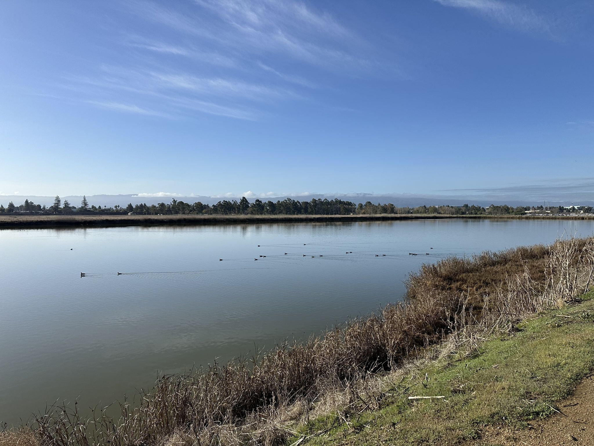 Calm water with ducks swimming, surrounded by vegetation under a clear blue sky. - San Francisco Bay Trail: Sunnyvale Baylands Loop