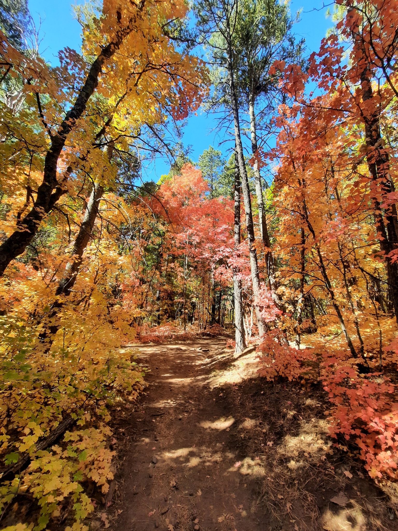 Sunny forest path lined with trees displaying colorful autumn foliage. - Albuquerque and Fourth of July Trail Loop