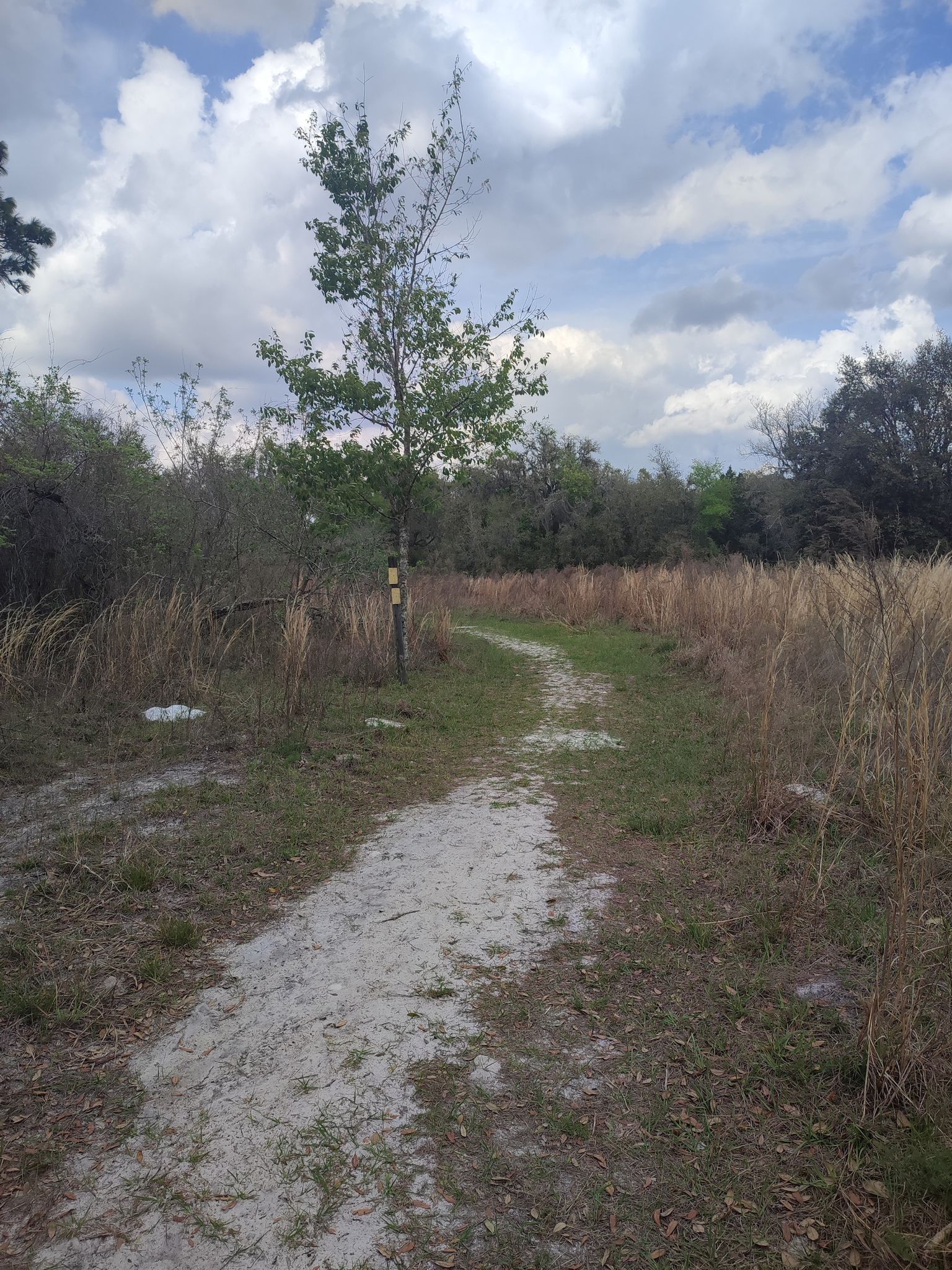 A sandy path winds through a field of dry grass under a cloudy sky. - Croom River Trail