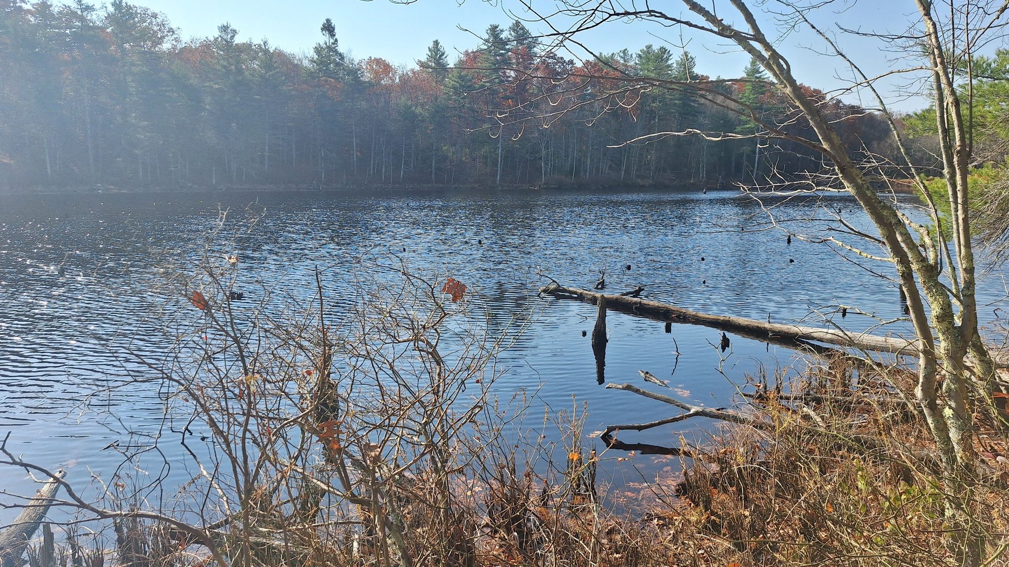 Sunny view of a calm lake with a fallen log and dense forest. - North South Trail: Chepachet to Burrillville