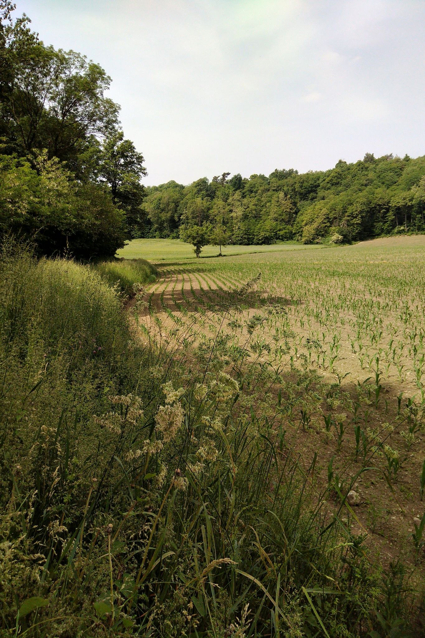 nach Varese