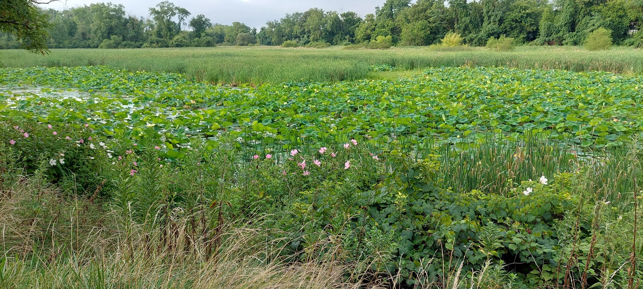 Vast marshland with green water lilies and reeds under an overcast sky. - Riverfront Park – Wildwood Park loop from City Island Park Railroad