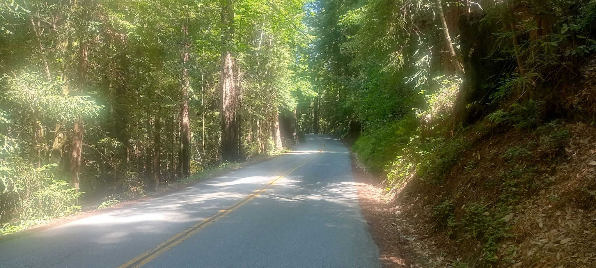 Paved road winding through a dense, sun-dappled forest with tall trees. - Eureka Canyon – Top of Eureka Canyon loop from Santa Rosalia Mountain
