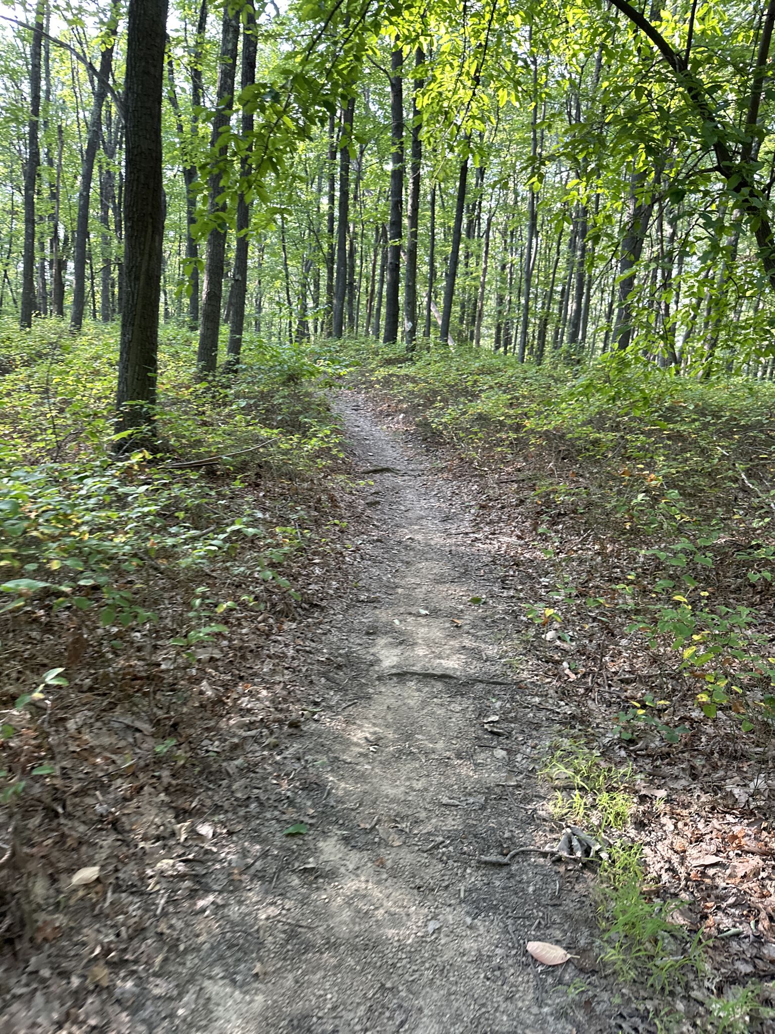 A narrow dirt path leads through a sunlit, lush green forest. - Henry Clay Furnace loop from Coopers Rock State Forest