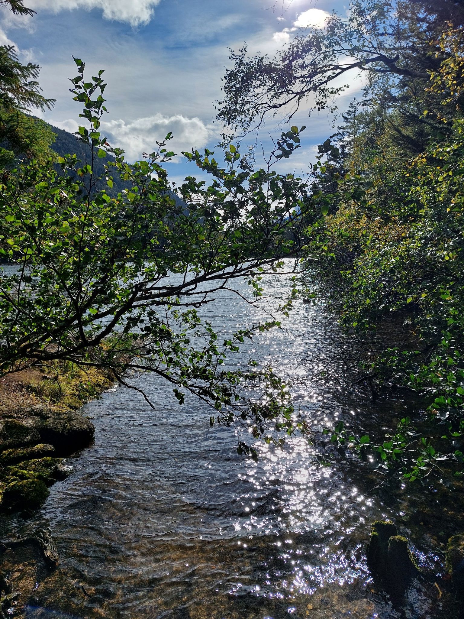 Sunlit water with sparkling reflections, framed by green foliage and trees. - Sturgill's Landing Trail