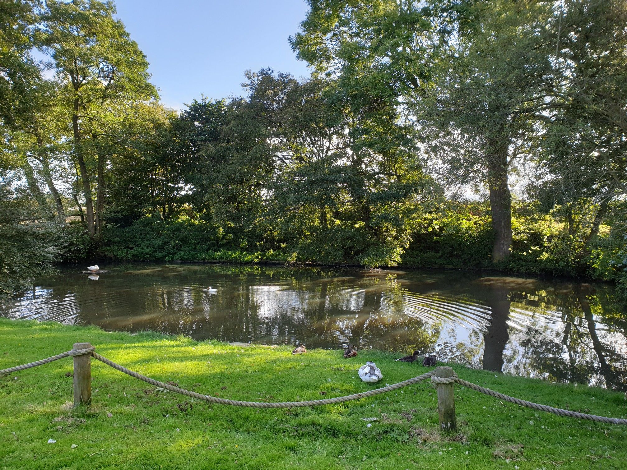 lush little duck pond