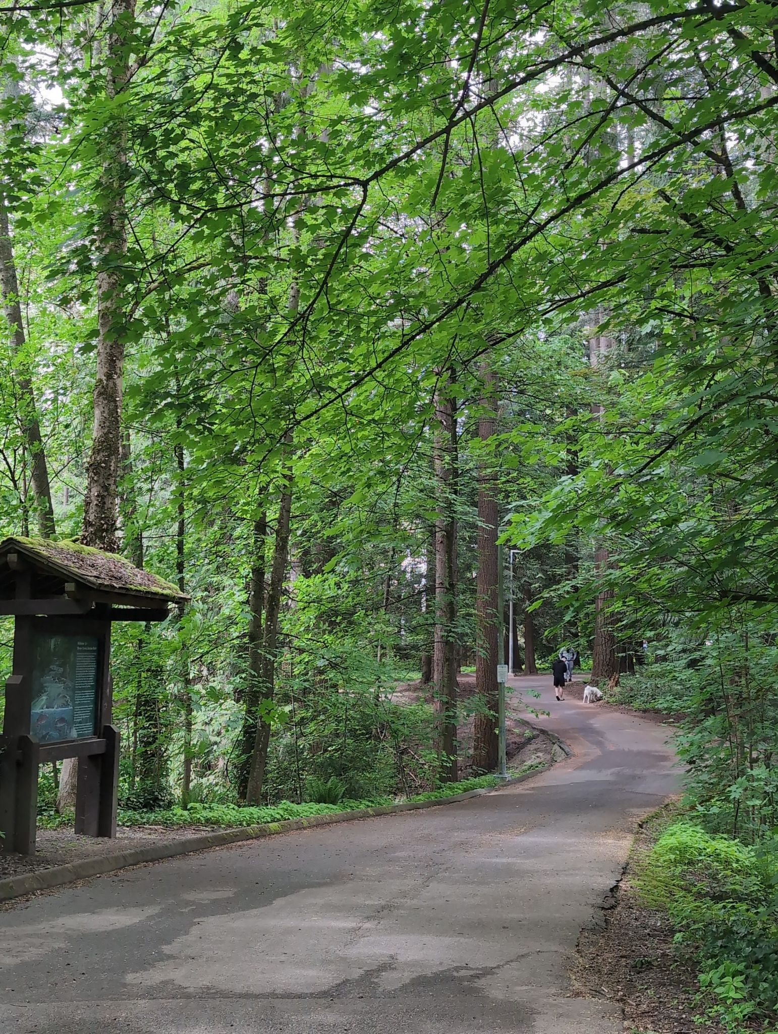 Forest super highway!
