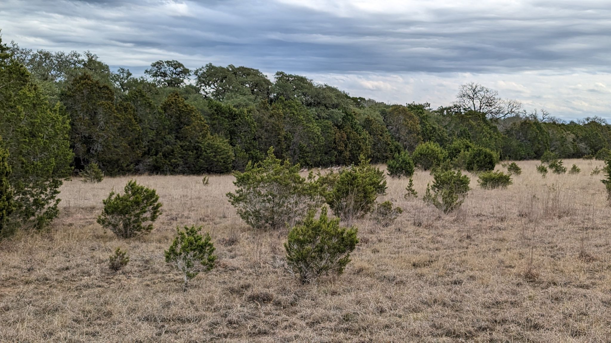 An open field with small trees and dry grass under an overcast sky. - Bamberger, Golden-cheeked Warbler, and Little Bluestem Loop
