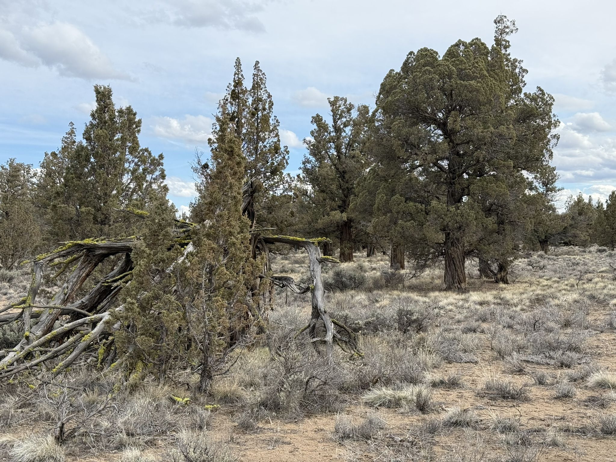 Fallen tree branches and sparse trees in a dry, grassy forest under cloudy skies. - Juniper Trailhead – Oregon Sunshine Trail loop from Juniper Trailhead