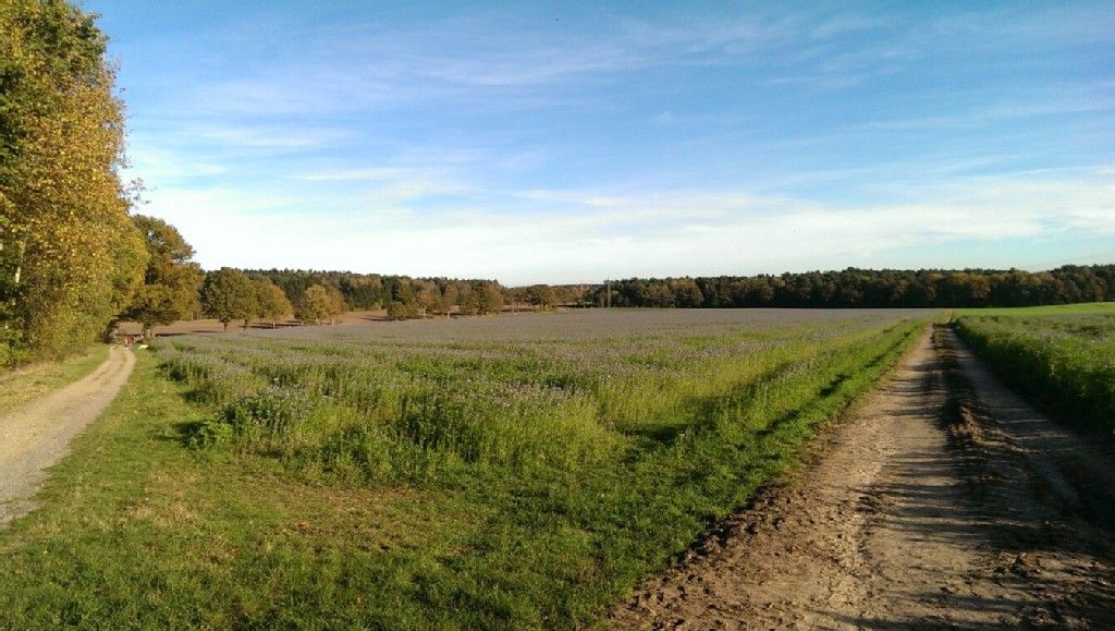 Distelfeld in der Nordheide