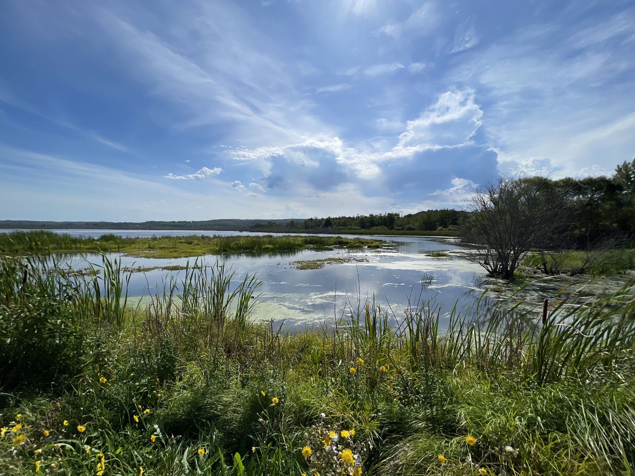 Sunny marshy lake with tall grass and trees under a bright, cloudy sky. - Crystal and Platte lakes loop - Bestie River Trail