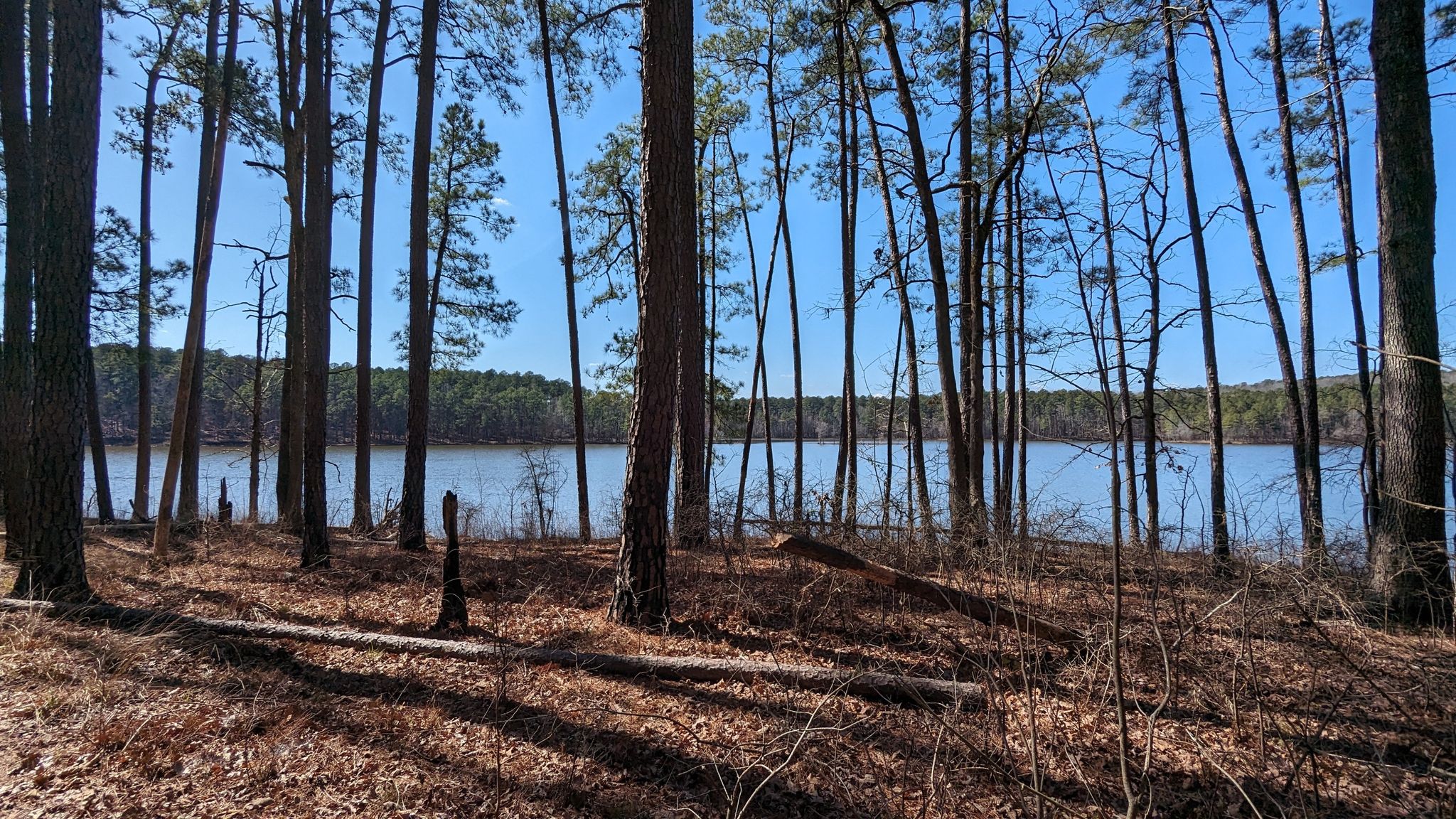 Sunny view through a pine forest towards a calm lake. - Low Lands and Jordan Lake Forest Demonstration Trail
