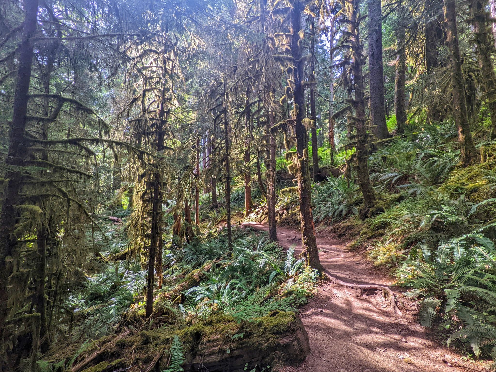 Forest path winding through mossy trees and ferns, dappled sunlight. - Hoh River Trail to Mineral Creek Falls