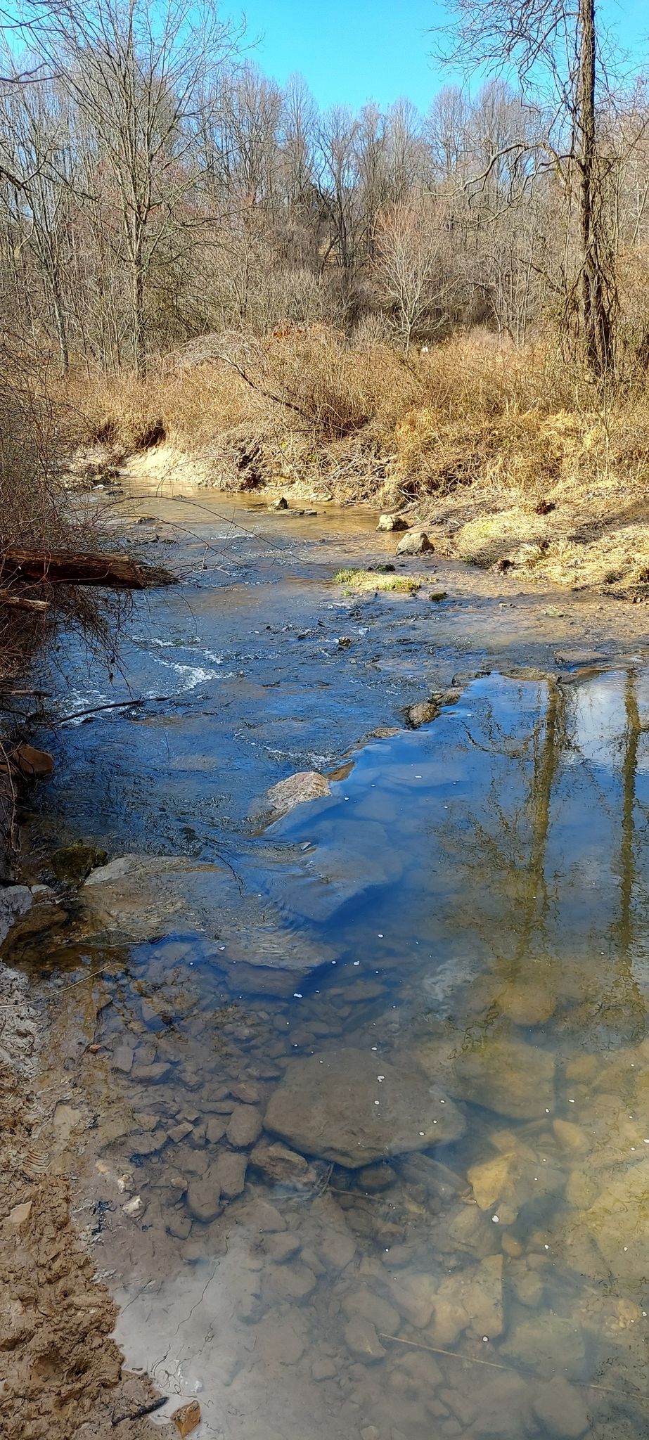 Clear stream flowing through a bare winter forest under bright blue sky. - River Otter and Rachel Carson Greenway Loop