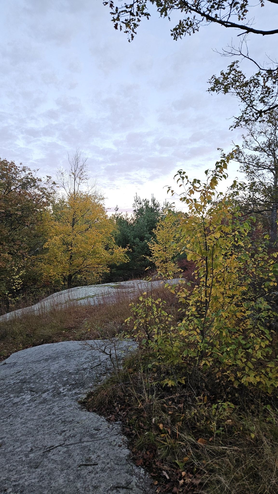 Overcast sky above a rocky outcrop and autumn trees with yellow leaves. - Fingerboard Mountain via Appalachian Trail and Long Path Loop