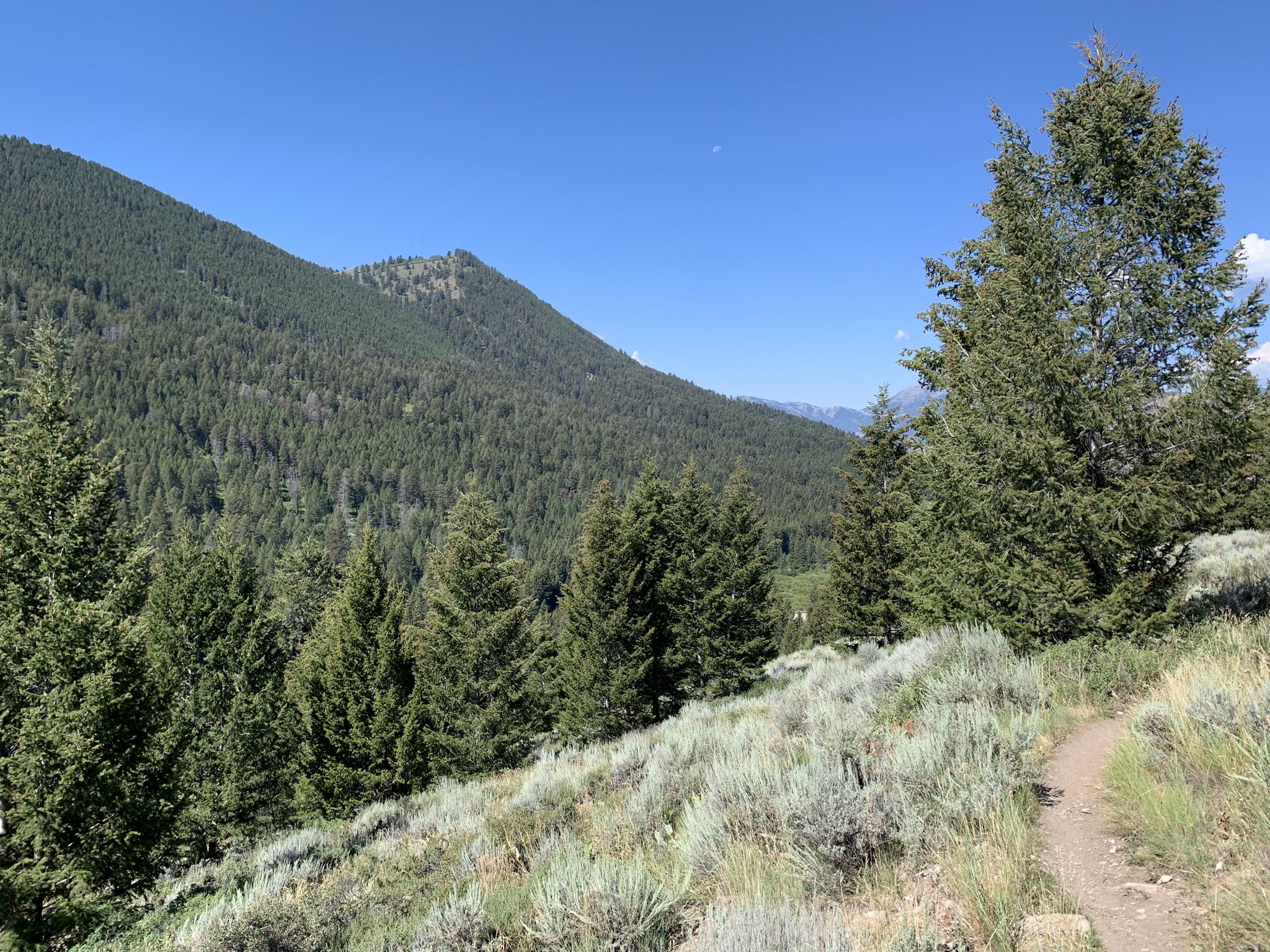 Sunny mountain slope covered in pine trees and sagebrush with a dirt path. - Cache Creek loop from Cache Creek Trailhead