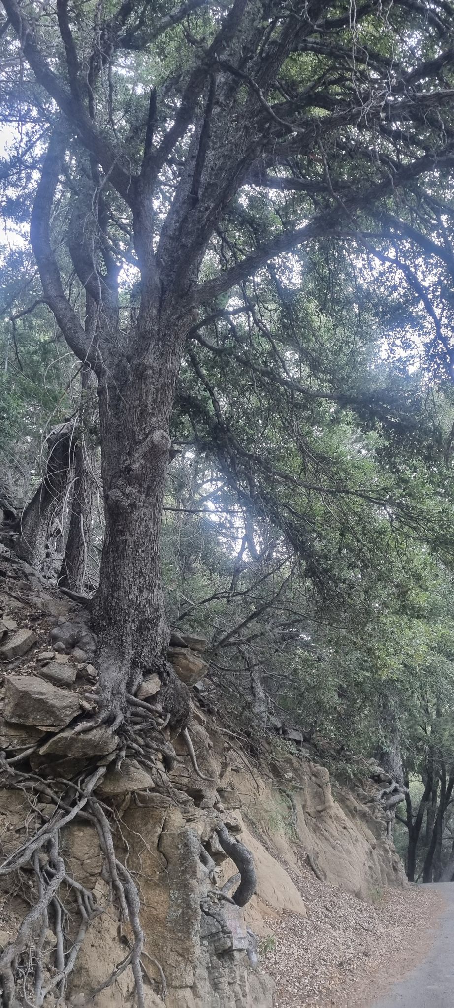 Large tree with exposed roots on a rocky slope next to a dirt path. - Heart Rock Trail – San Bernardino National Forest