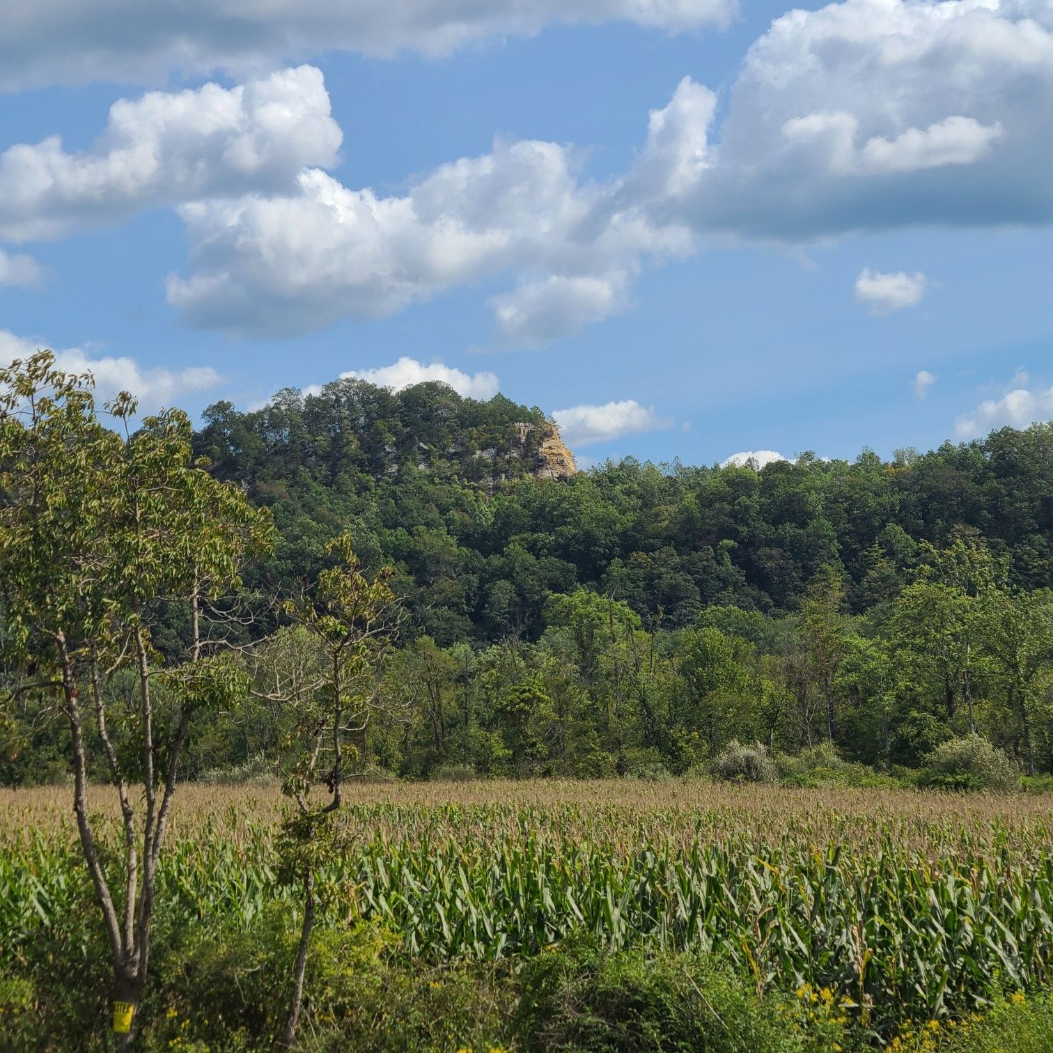 A green cornfield stretches towards a forested hill under a cloudy sky. - C & O Bicycle, Hancock – Buddy Lou's Restaurant loop from Widmeyer Wildlife Management Area