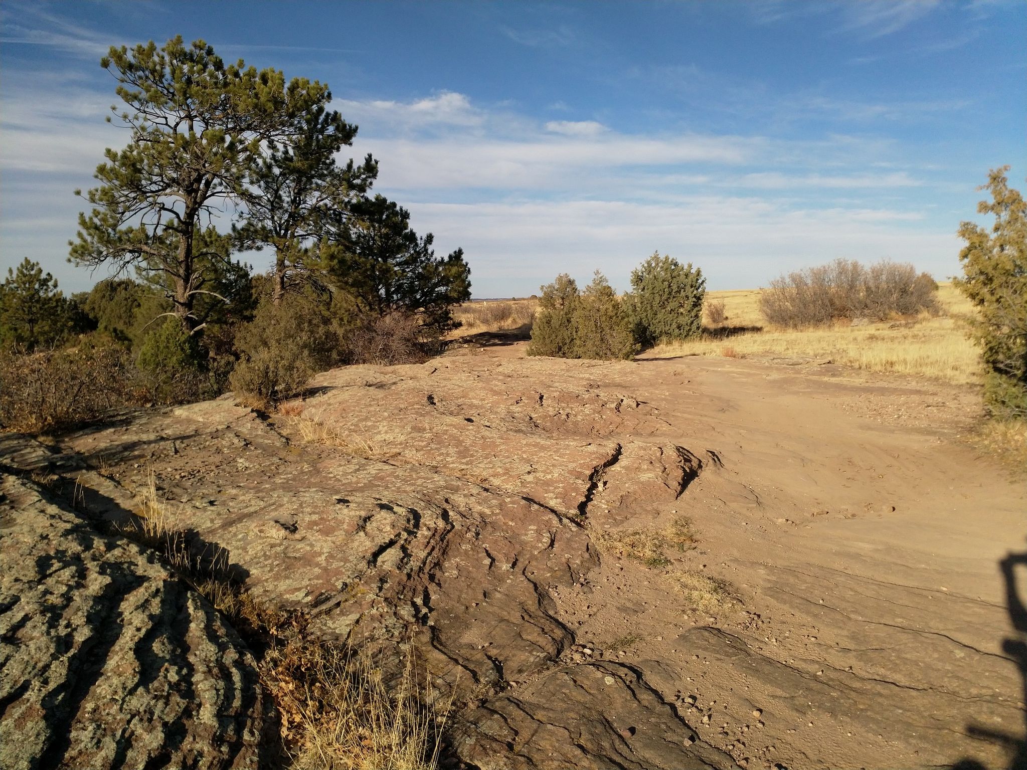 Sunny view of rocky ground, pine trees, and a dirt path. - Hidden Mesa Loop
