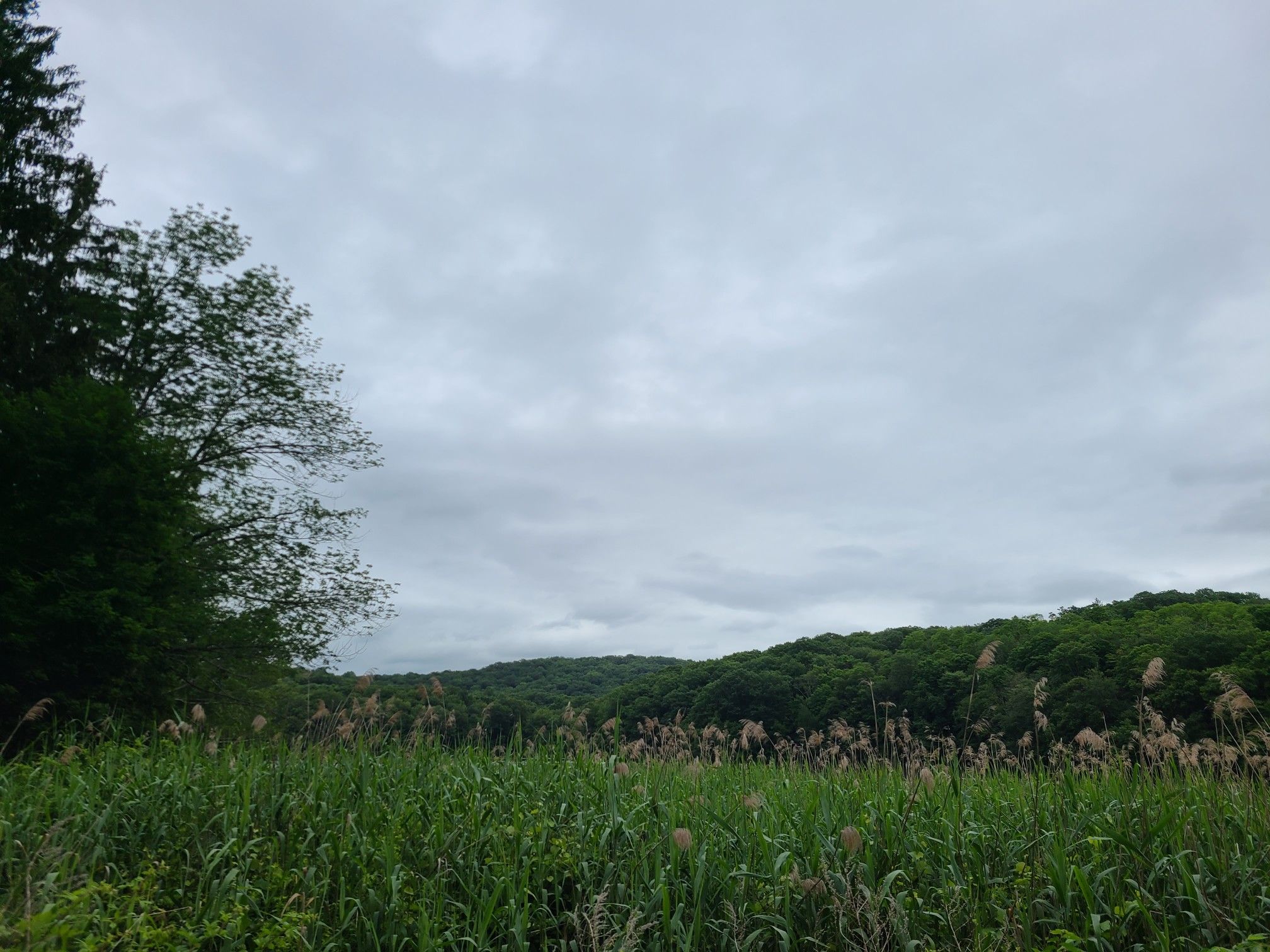Tall green grasses and reeds under an overcast sky. - Cross River reservoir dam – Cross River Reservoir loop from Katonah