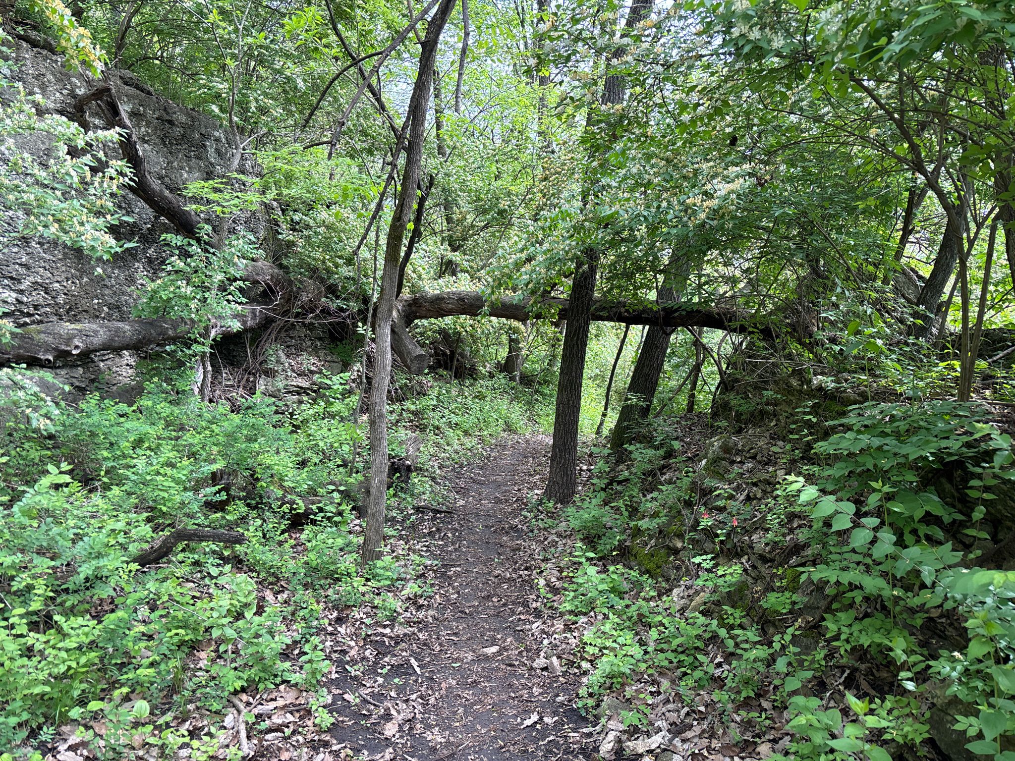 A dirt path in a green forest, blocked by a large fallen tree. - Bobcat East Trail
