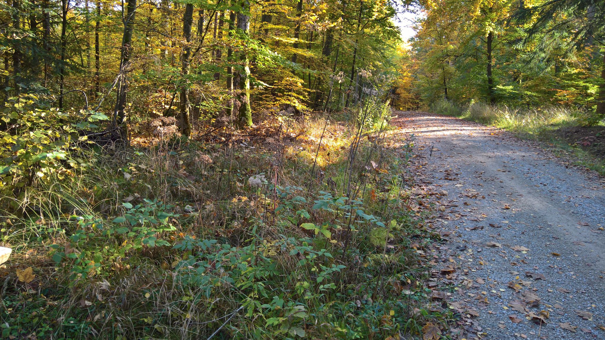 Waldweg hinter Heroldsberg