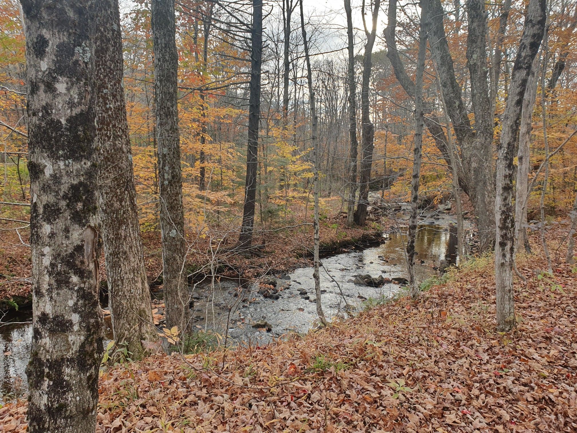 Rocky stream winding through a dense autumn forest with fallen leaves. - Bromley Mountain via Long Trail / Appalachian Trail