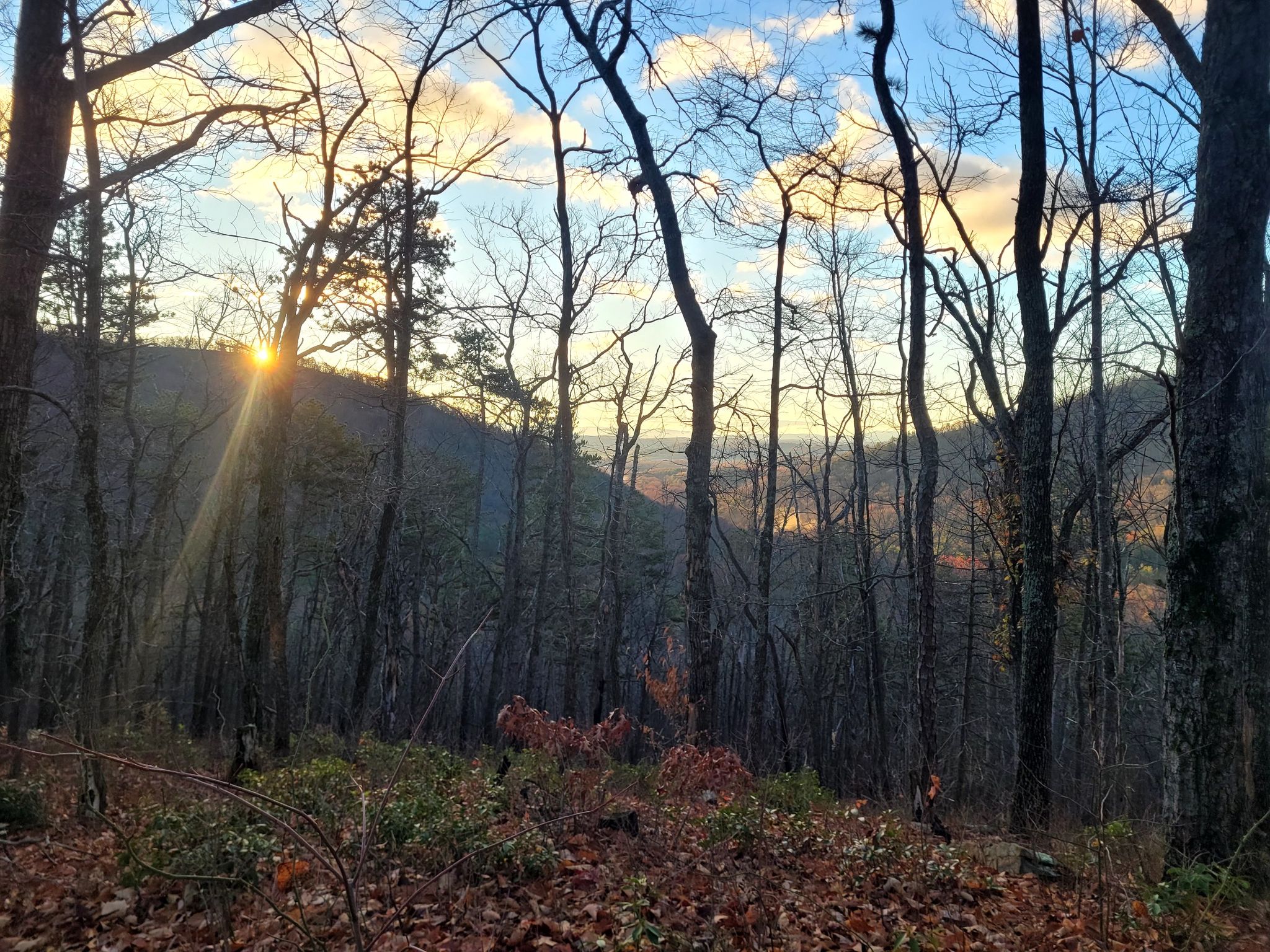 Golden sunset light shines through bare forest trees on a mountain slope. - Wild Oak Loop