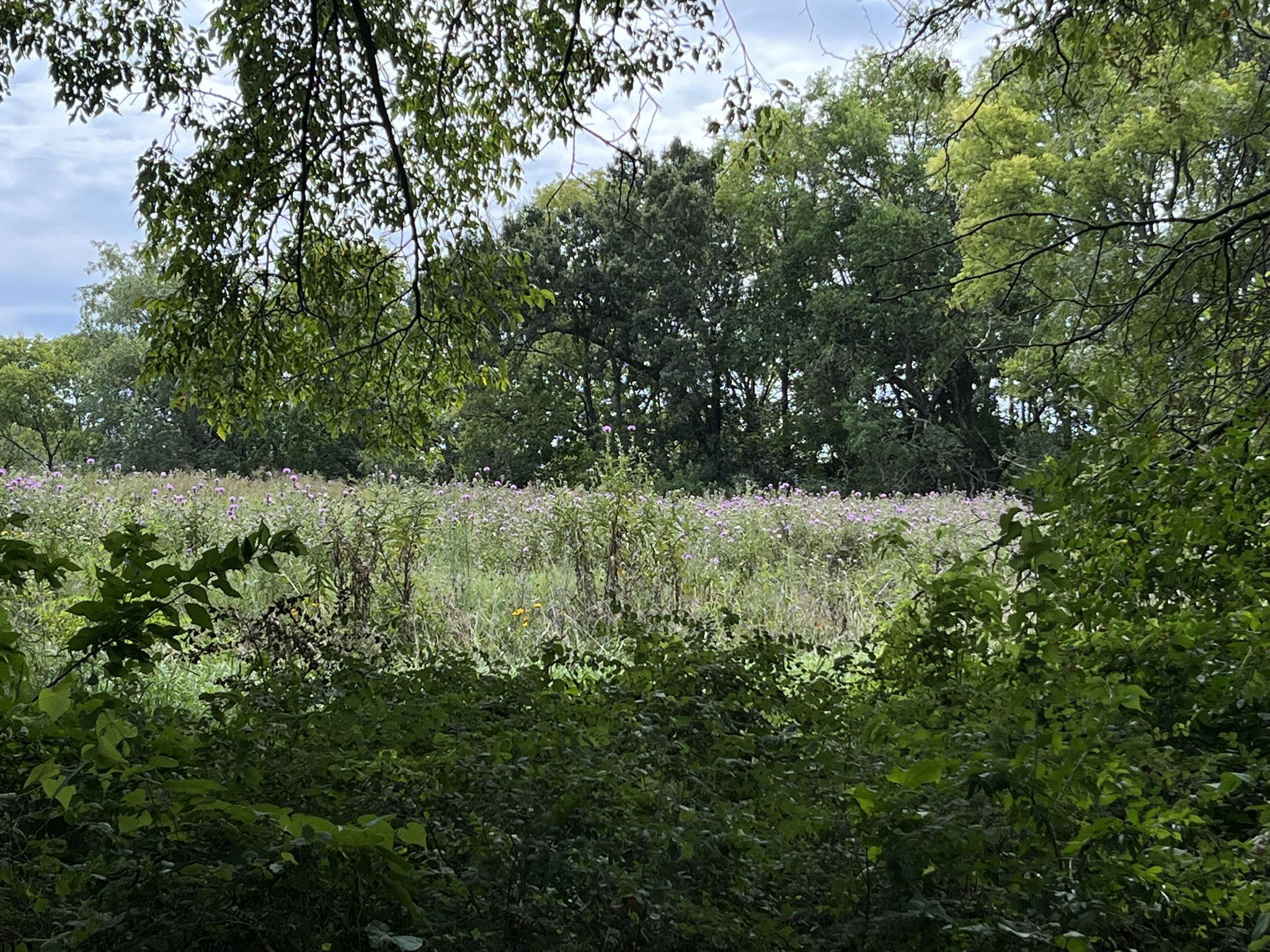 A vibrant wildflower field framed by lush green trees under an overcast sky. - Red Valleys Trail
