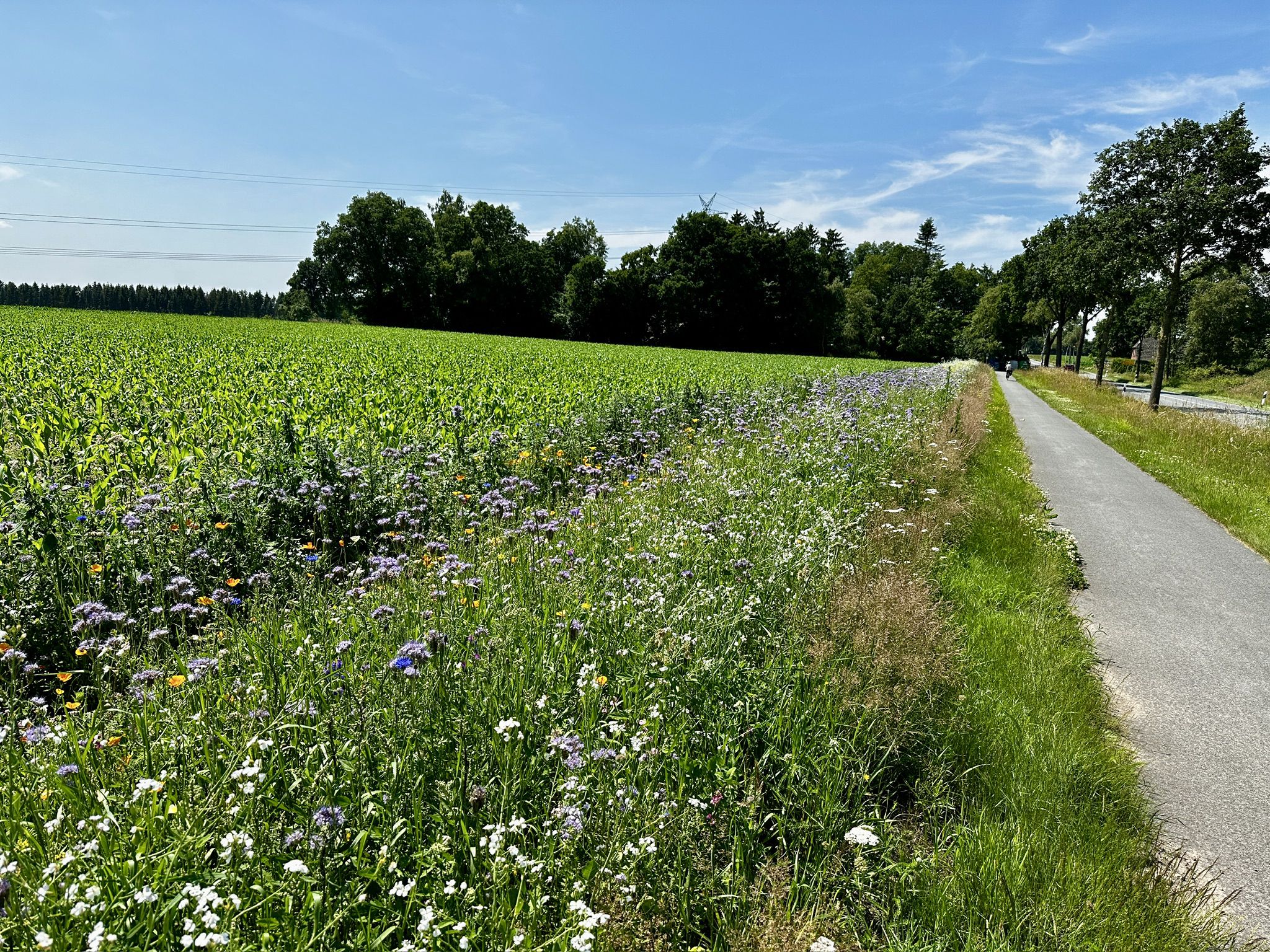 Wapeldorfer Straße
