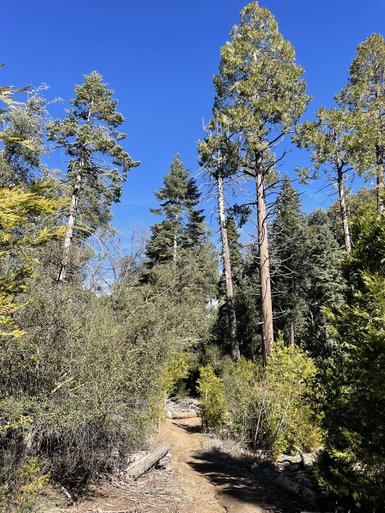 A narrow dirt path winding through a sunlit forest of tall trees. - Boucher Trail and Scott's Cabin Loop