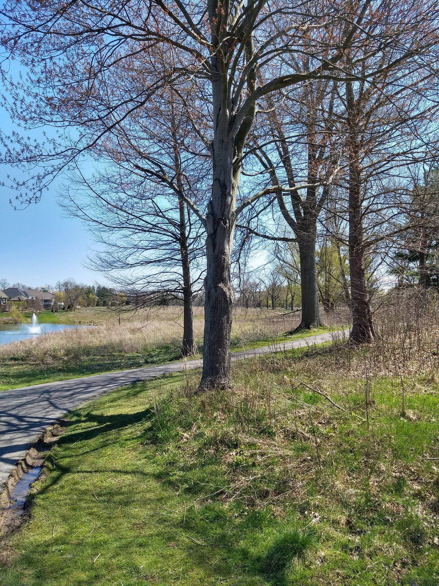 Sunny paved path next to a pond with a fountain, bordered by large trees. - Woodpecker and Lake Trails Loop