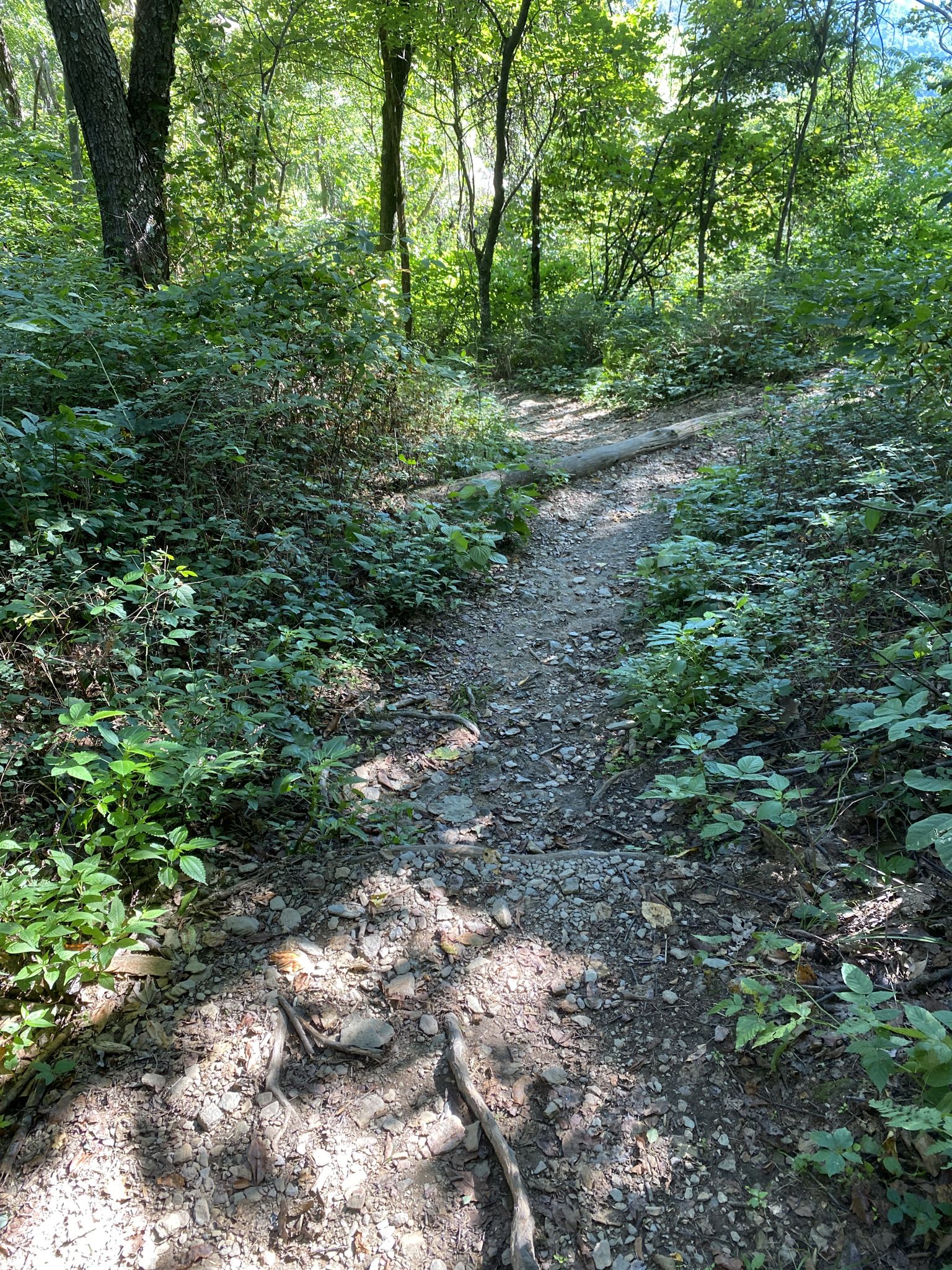 A narrow dirt path winds through a dense, sun-dappled green forest. - Jones Run Trail