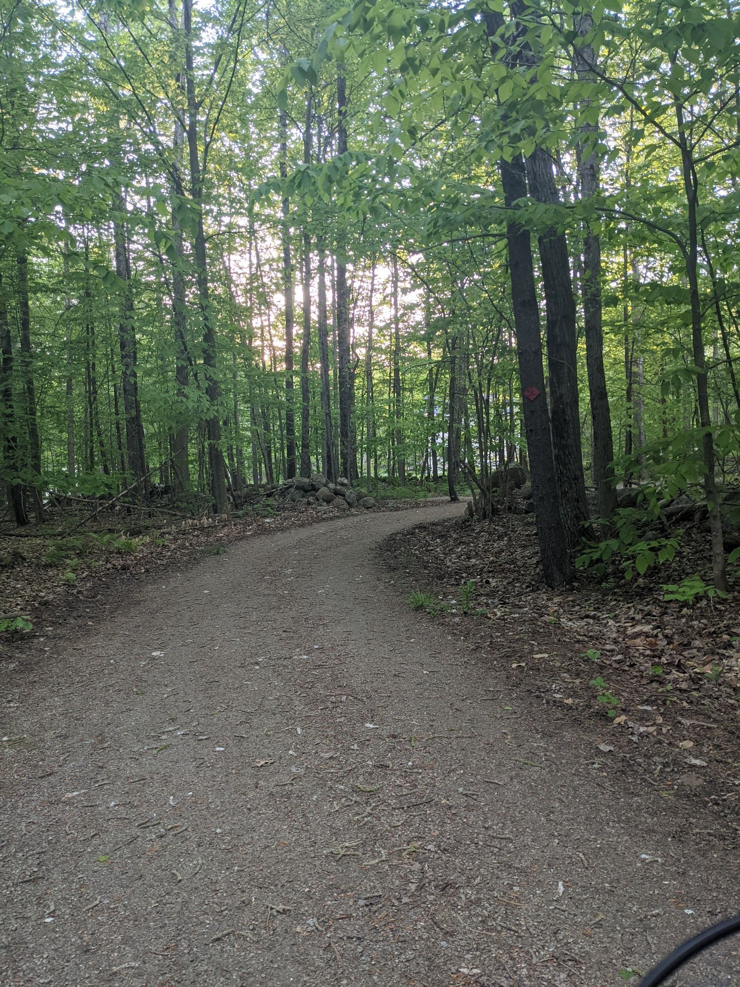 A winding dirt path through a dense, sunlit forest with tall trees. - Sewall Woods Trails loop