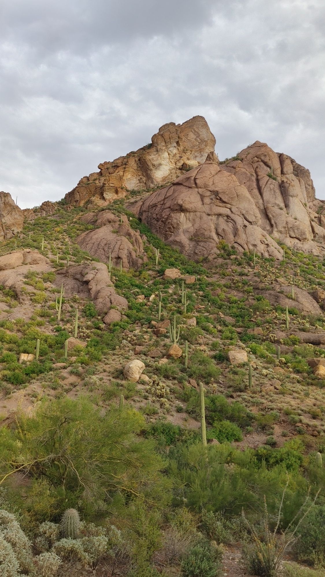 Rocky desert mountain covered in green shrubs and saguaro cacti under cloudy sky. - Bobcat Ridge and Starr Pass Loop
