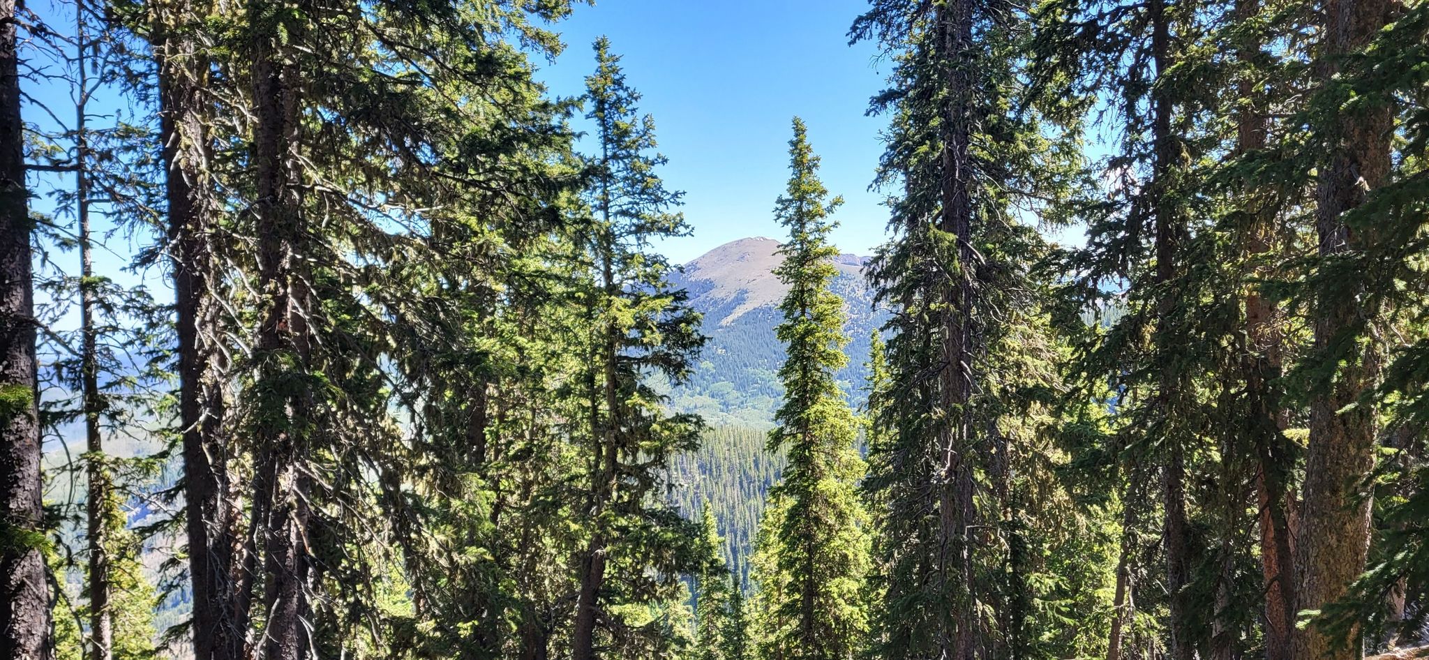 Tall evergreen trees frame a distant mountain peak on a bright, sunny day. - Santa Fe Ski Basin
