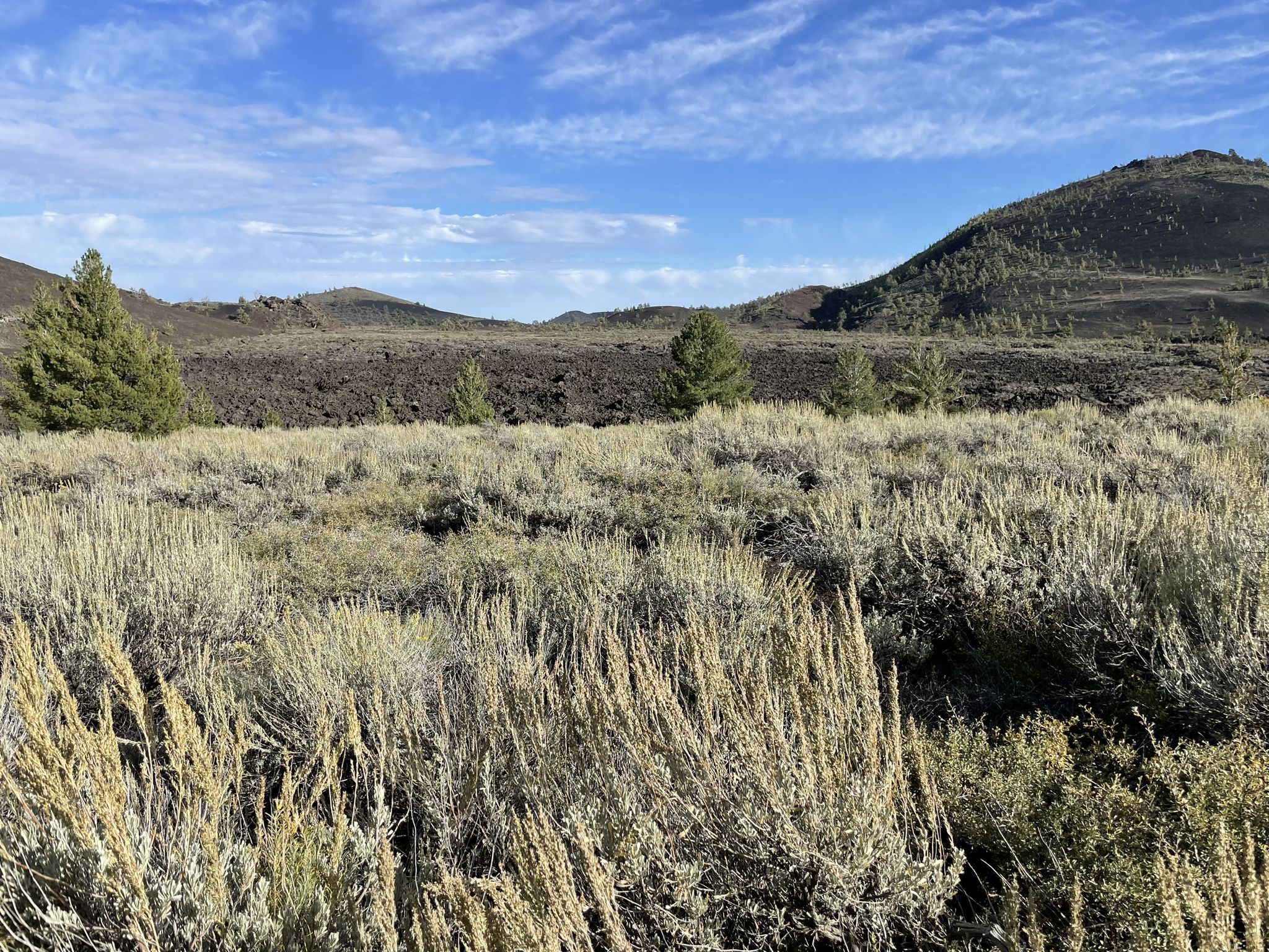Dry grass and scattered trees in a vast landscape under a blue sky. - Tree Molds Trail