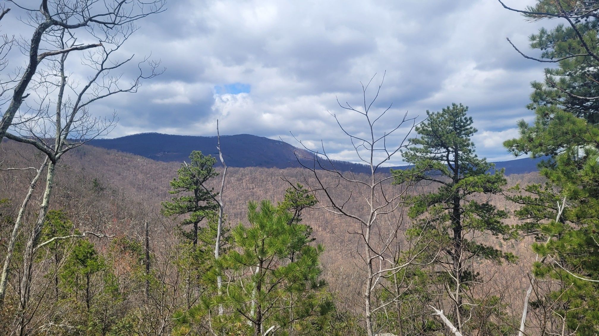 Distant mountains under a cloudy sky, seen through bare and evergreen trees. - Hazel River and White Rocks Trail Loop