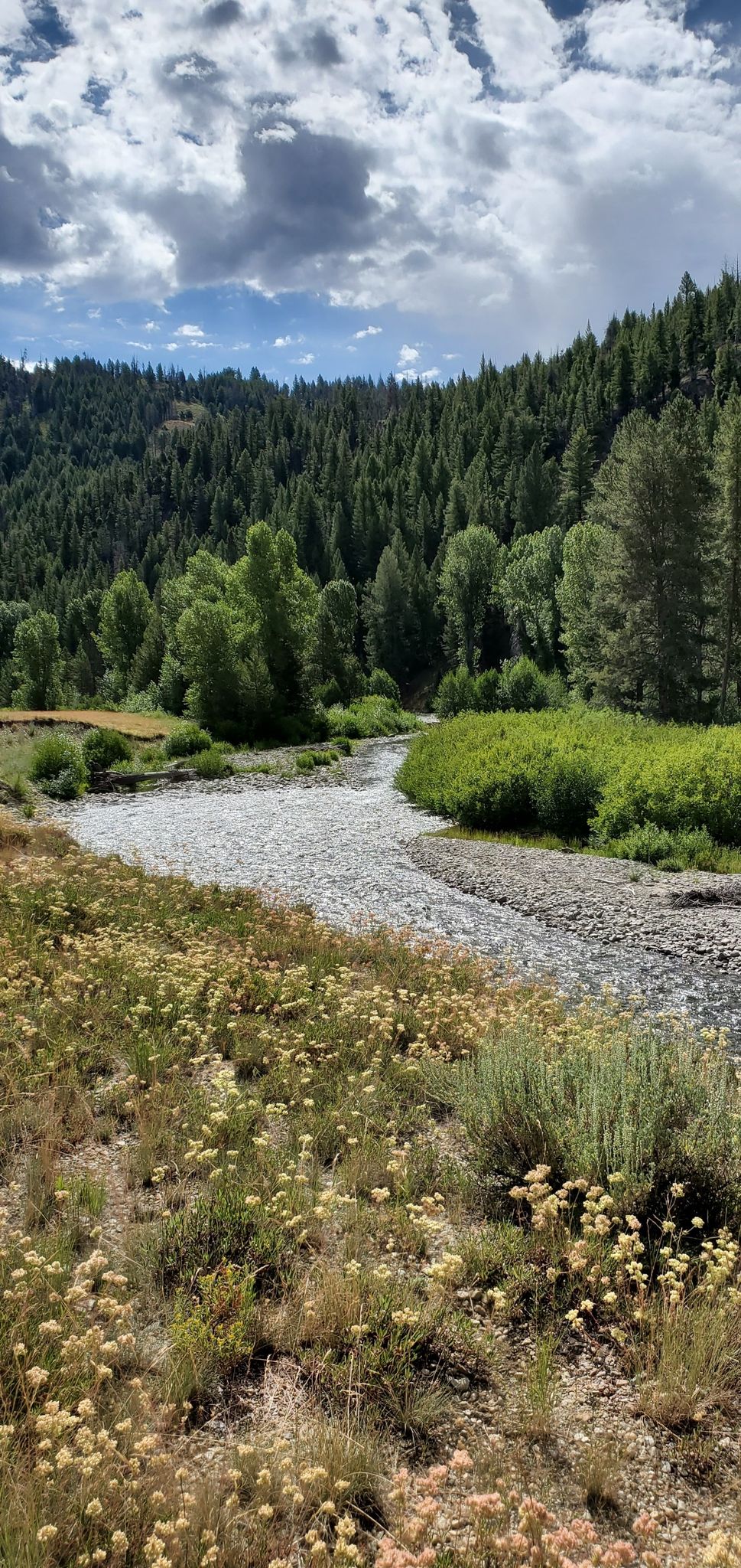 A winding river flows through a lush green valley with dense forests and wildflowers. - Harriman Trail